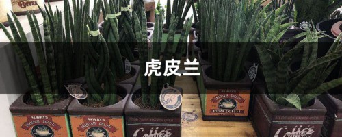 邻居家的虎皮兰窜到1米高，又开花又结果！你家的却不长，咋回事？