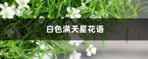 白色满天星花语，绿色满天星花语