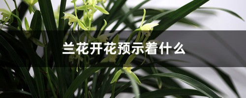 兰花开花预示着什么