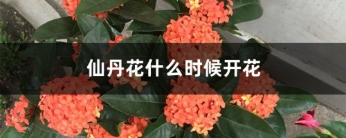 仙丹花什么时候开花