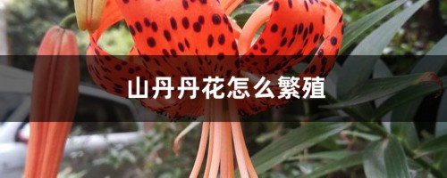 山丹丹花怎么繁殖