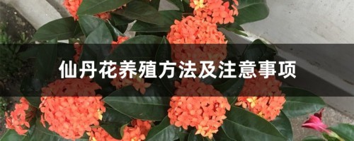 仙丹花养殖方法及注意事项