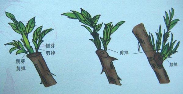 菩提树盆